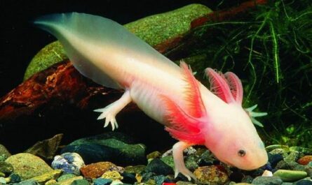 Albino Axolotl