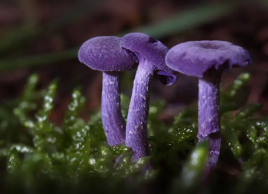 Colorful Mushrooms