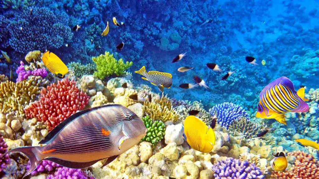 Best Coral Reefs in the World
