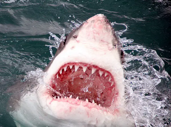 10 Animals With Sharp Teeth in the World - GLOLOY
