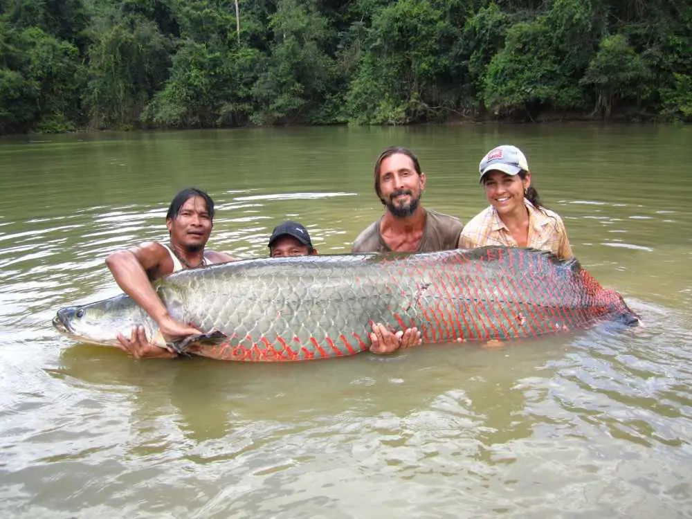 Apex Predators of the Amazon River