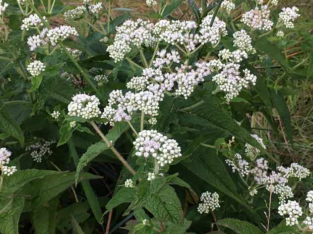 weeds with white flowers