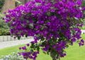 Purple Flowers in Florida