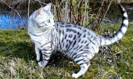 Silver Bengal Cat