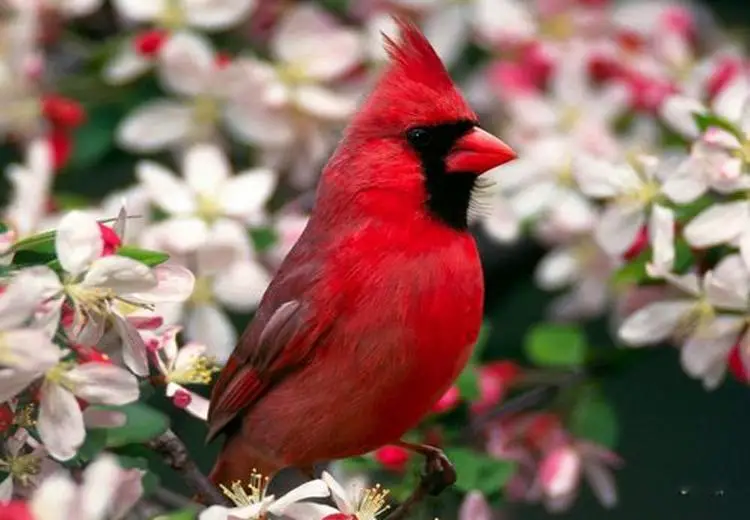 Beauty of Birds