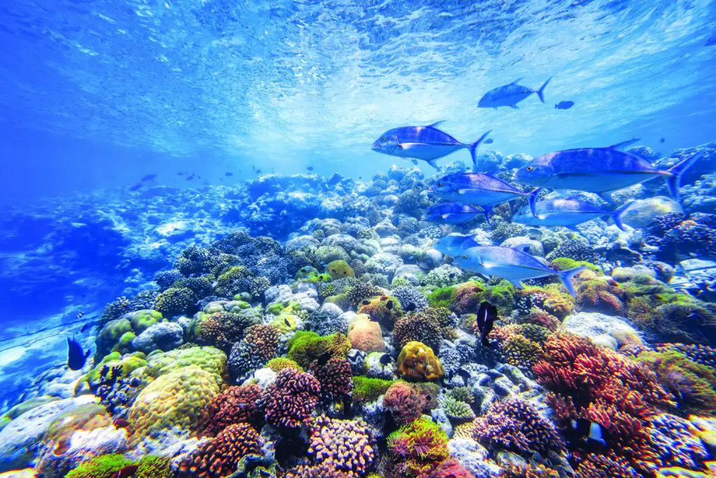 Best Coral Reefs in the World