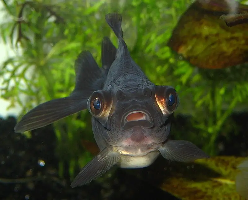 Fish With Big Eyes