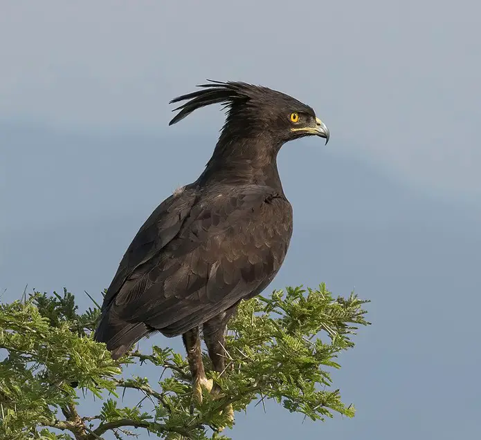 Crested Eagle