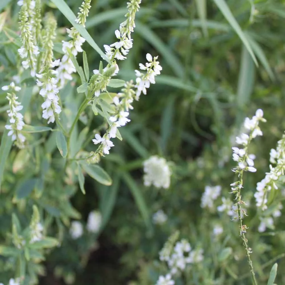 Weeds With White Flowers
