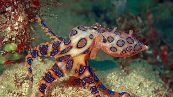 Blue-ringed octopus 