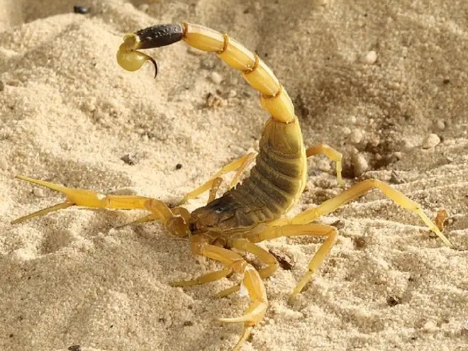 Death Stalker Scorpion