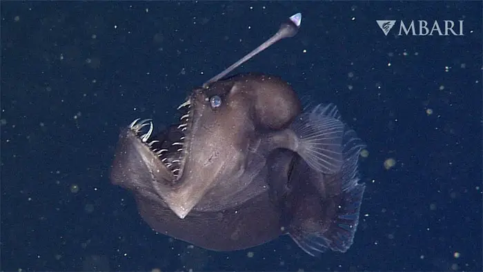Fish That Live in the Deep Sea