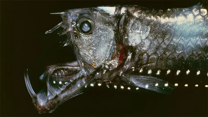 Fish That Live in the Deep Sea