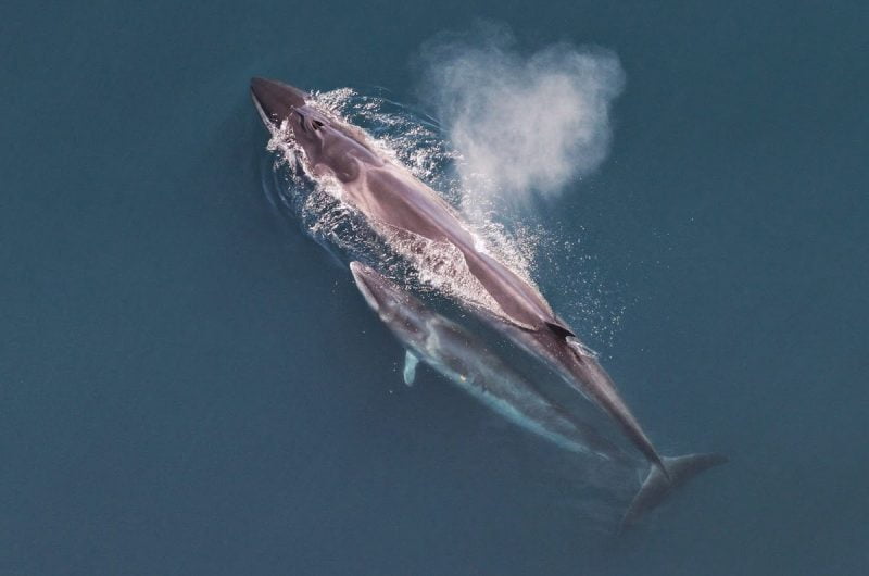 Top 12 Heaviest Animals in the World: Unveiling Earth’s Giants