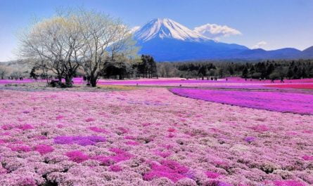 most beautiful Flower View Gardens in the world