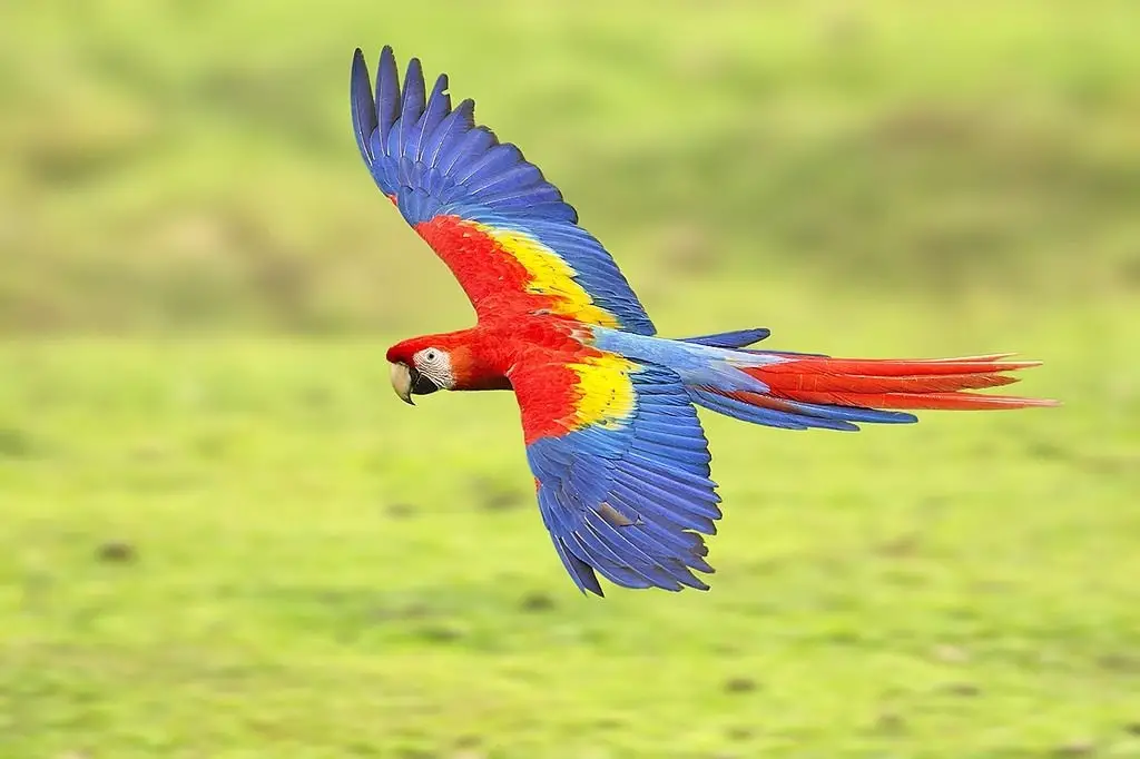 Red-tailed macaw