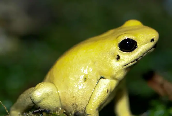 Poison Dart Frog 