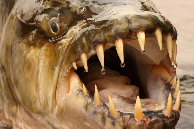 Fish With Big Teeth
