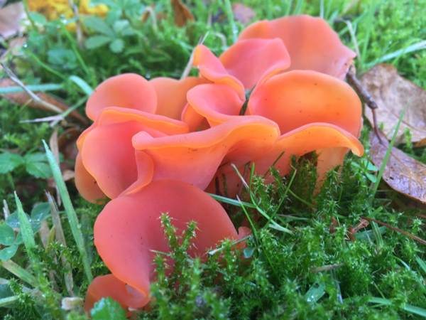 Colorful Mushrooms
