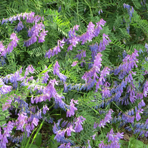 Purple Flowers in Florida