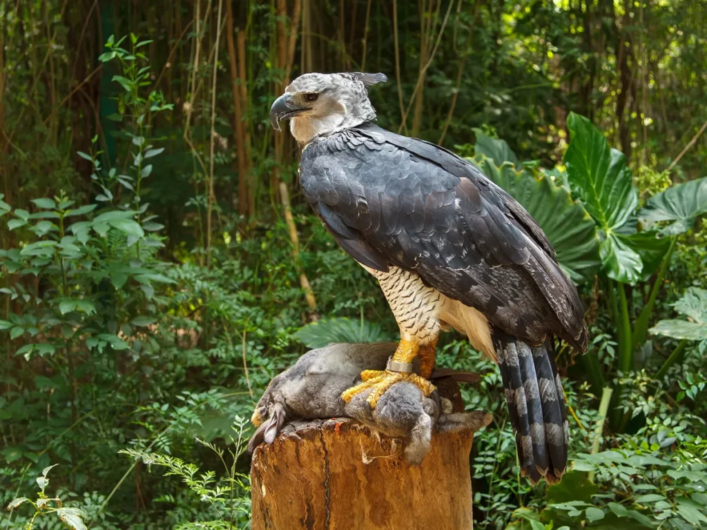 Endangered Animals in the Amazon Rainforest 