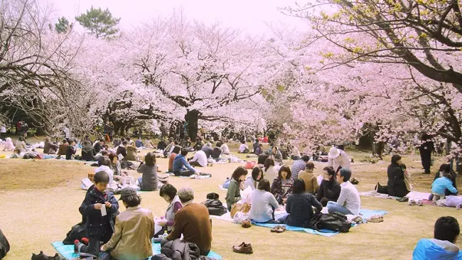 Cherry Blossom Viewing Festival