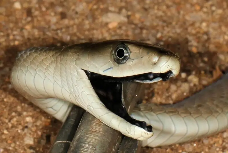 Black mamba snake 